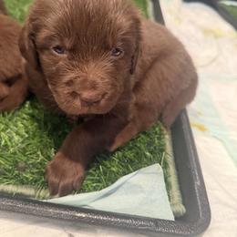 Newfoundland puppies from Amanda's Newfoundlands