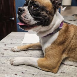 Sophia - Boston Terrier