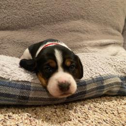 Girl 3 Red - Black and white female Beagle puppy in Crestview, Florida from Alicia's Beagles