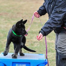 German Shepherd Puppies from Evansstadt German Shepherds