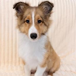 Male 1 - Sable and white male Shetland Sheepdog puppy in Hobbs, New Mexico from Kailyn Shelties