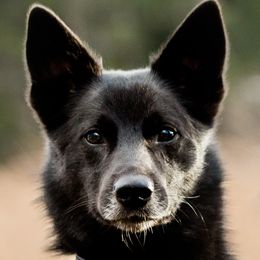 Norwegian Buhunds from Yggdrasil Buhunds