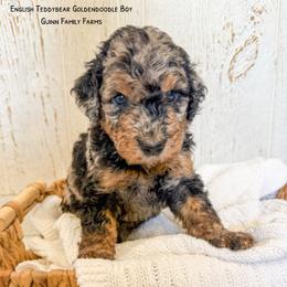 Graham - Merle male Goldendoodle puppy in Grove, Oklahoma from Guinn Family Farms
