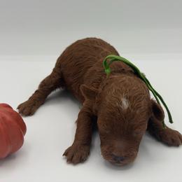 Casper - Red  male Poodle puppy in Southampton, New Jersey from Lavishly Loved Pets LLC
