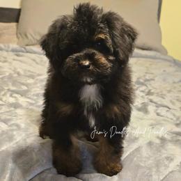 February - Tri-color male Bernedoodle puppy in Cleveland, Georgia from Jam's Doodles And Poodles