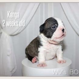 Boy 1 - Black brindle and white male Boston Terrier puppy in North Central, Vermont from Windy Valley’s Bostons