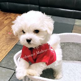 Maltese Puppies from Best Maltese & Toy Poodles