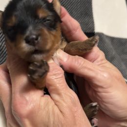 Yorkshire Terrier Puppies from Sweet Soul Yorkies