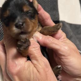 Yorkshire Terrier Puppies from Sweet Soul Yorkies