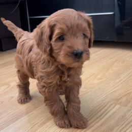 Goldendoodle Puppies from High Desert Doodles - the original