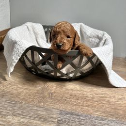 Cavapoo Puppies from Jorden’s Cavapoo’s