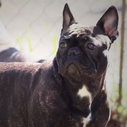 Freya - French Bulldog