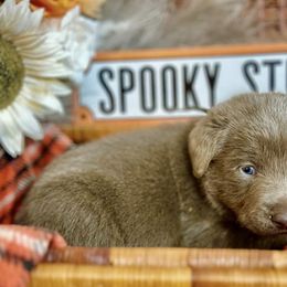 Dilute Retrievers and Labrador Retrievers from Olympic Mountain Labradors