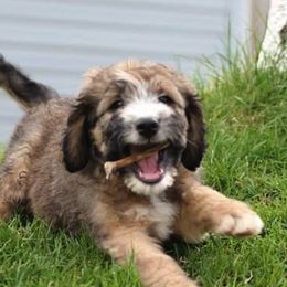 Aussiedoodles and Bernedoodles from La Di Da Doodles
