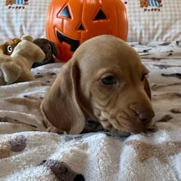 Kanga - Cream male Dachshund puppy in Homedale, Idaho from Jeff & Joette