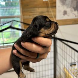 Darlin's Black - Black and tan female Dachshund puppy in Rattan, Oklahoma from Burgett’s Barnyard Dachshunds