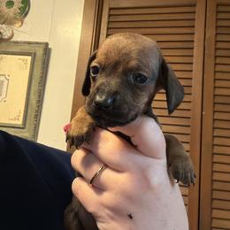 Striker - Wild boar male Dachshund puppy in Athens, Texas from County Road Puppies