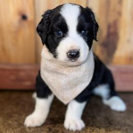 Cove - Black & white male Australian Shepherd puppy in Newton, Mississippi from Bright Star Aussies