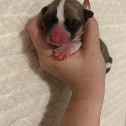 Eve - Fawn female Pembroke Welsh Corgi puppy in Vacaville, California from Hope_4thebay_Corgis