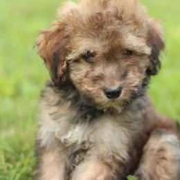 Hu - Sable male Aussiedoodle puppy in Orleans, Indiana from Mae Blossom Puppies