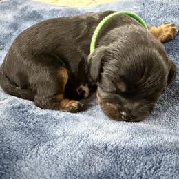 Bronco - Black and tan male Cavalier King Charles Spaniel puppy in Riverside, California from Mia Loves Kingston Cavaliers