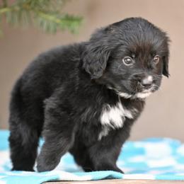 Dark Green Collar Boy - male Golden Mountain Dog puppy in Loveland, Colorado from Grateful Bernese & Gage's Goldens