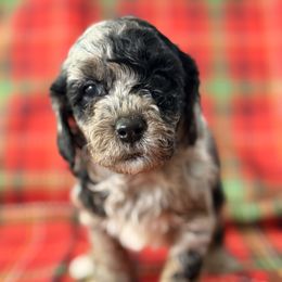 Wilber - Merle male Cockapoo puppy in Saint Louis, Missouri from Jax Doodles