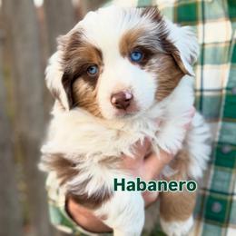Habanero - Red merle male Toy Australian Shepherd puppy in Riverton, Utah from Iron Spirit Homestead & Aussies