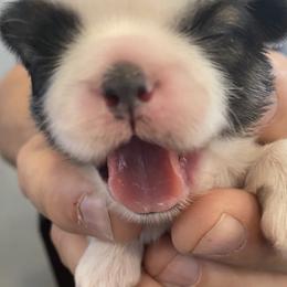 Shih Tzu Puppies from Willow Lane Shih Tzus