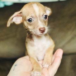 Lovely - Chocolate sabled fawn female Chihuahua puppy in Alvord, Texas from Gift of Gods Favor