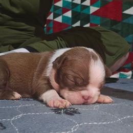 Cody Rhodes - Red male Boston Terrier puppy in Millers Creek, North Carolina from Tumbling Shoals Hilltop Bostons