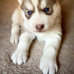 Freya - Sable and white female Siberian Husky puppy in Grant City, Missouri from Timberline Paws