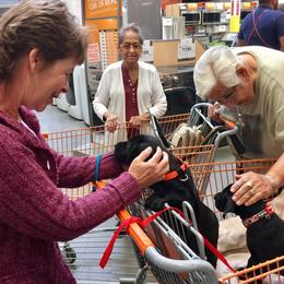 Great Dane Puppies from Velocity Great Danes