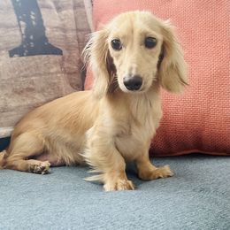 Honey - Dachshund