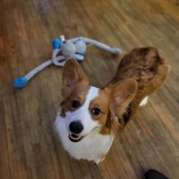 Anna - Pembroke Welsh Corgi