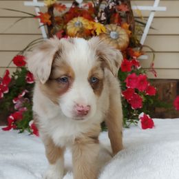 Lexi - Red merle female Miniature American Shepherd puppy in Atwood, Illinois from Buck-Run Puppies