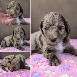 Petunia Pink - Merle female Goldendoodle puppy in Delphos, Ohio from Route 66 Poodles & Doodles, Sapphire Shih-tzu's of Ohio