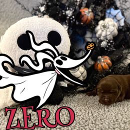 Zero - Chocolate female Labrador Retriever puppy in Water Valley, Mississippi from Three Lakes Labs & WHDs