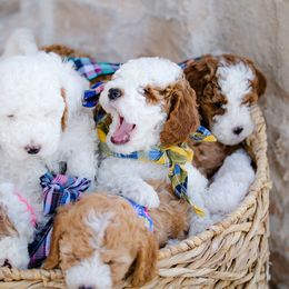 Poodle Puppies from Doodle Puppy Parti