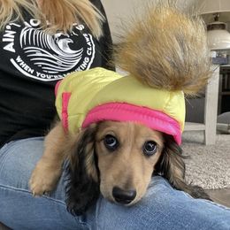 Dachshund Puppies from Longboard Dachshunds