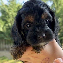 Morticia - Cockapoo puppy in Salem, Oregon from Capital Doodles