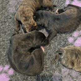 Female 1 - Tiger female Perro de Presa Canario puppy in Pocahontas, Illinois from Cabeza Grande Kennel