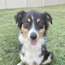 Aussiedoodles and Australian Shepherds from Anchor Brand Aussies