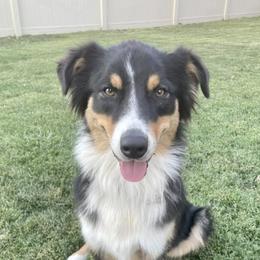 Aussiedoodles and Australian Shepherds from Anchor Brand Aussies