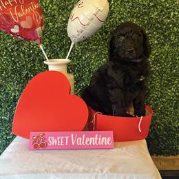 Nyx - Black female Poodle puppy in Petal, Mississippi from Petal Poodles