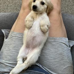 Dachshund and Goldendoodle Puppies from Schmidt’s Doxies N Doodles