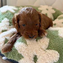 Ginger - Golden female Cockapoo puppy in Portland, Oregon from Little Luvs Mini Cockapoos