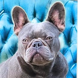 Sophie - French Bulldog
