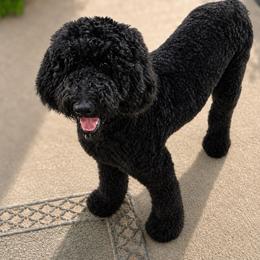 Egypt - Poodle