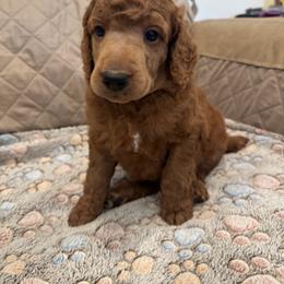 Light blue collar boy - Red  male Poodle puppy in Riverside, California from Riverside red poodles
